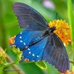 image of animal