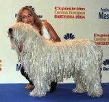 image of komondor