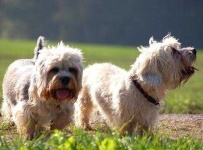 image of dandie_dinmont