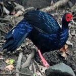 image of bird