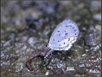image of lycaenid