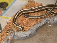 image of garter_snake #10