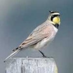 image of bird
