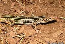 image of whiptail