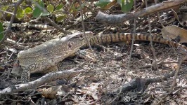 image of common_iguana