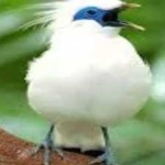 image of bird