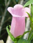 image of flower