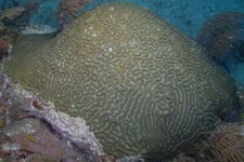 image of brain_coral #6