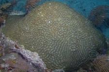 image of brain_coral