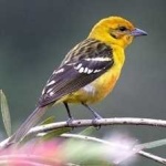 image of bird