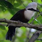 image of bird