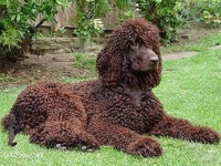 image of irish_water_spaniel