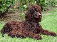 image of irish_water_spaniel #31