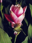 image of flower