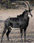 image of animal