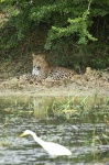 image of leopard