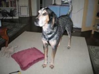 image of bluetick