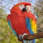 image of bird