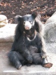 image of sloth_bear #27