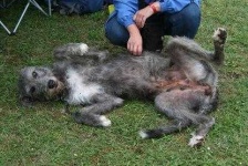 image of irish_wolfhound