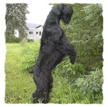 image of giant_schnauzer #22