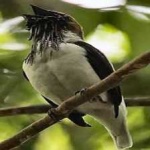 image of bird