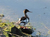 image of red_breasted_merganser