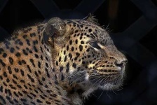 image of jaguar_car