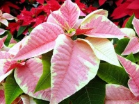 image of poinsettia #17