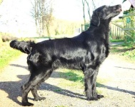 image of flat_coated_retriever