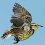 image of eastern_meadowlark #4