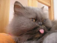 image of persian_cat