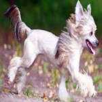 image of animal