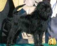 image of affenpinscher