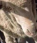 image of animal