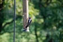 image of woodpecker #15