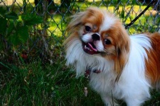 image of animal