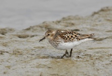 image of sandpiper #56