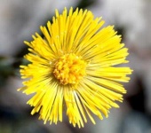 image of flower