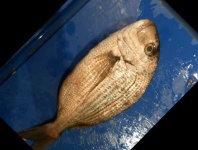 image of fish