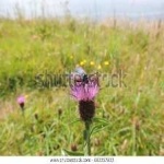 image of animal