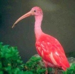 image of ibis