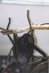 image of howler_monkey