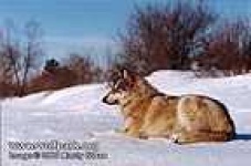 image of dingo