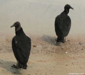 image of vulture