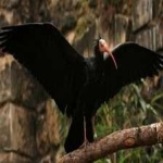 image of northern_bald_ibis #12