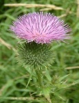 image of flower