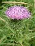 image of spear_thistle #36