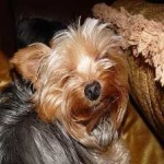 image of animal