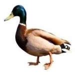 image of bird